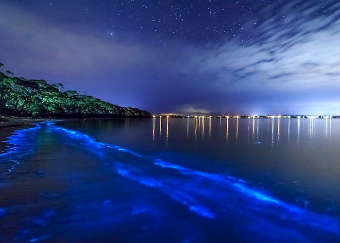 Bioluminescent Bay photo