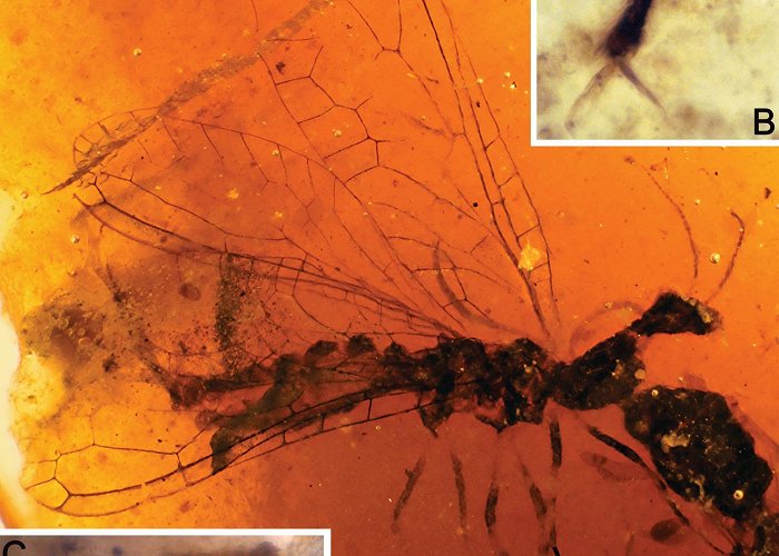 Soplao Cave Snakefly diversity in Early Cretaceous amber from Spain ... photo