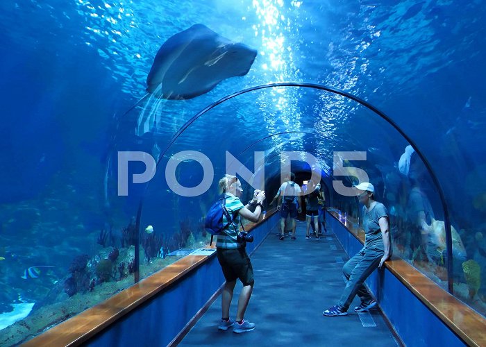 Loro Park (Loro Parque) People in underwater tunnel aquarium at ... | Stock Video | Pond5 photo