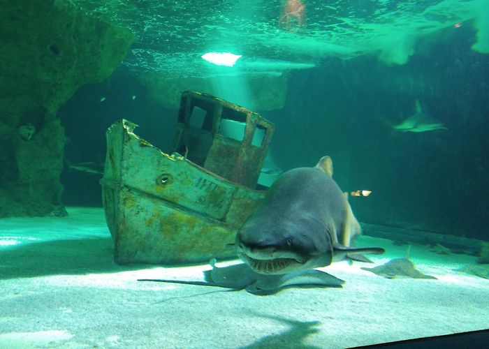 Océarium Croisic Oceanarium Tours - Book Now | Expedia photo