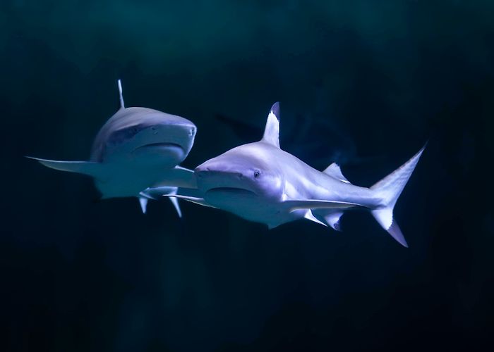 Océarium Océarium - LE CROISIC photo