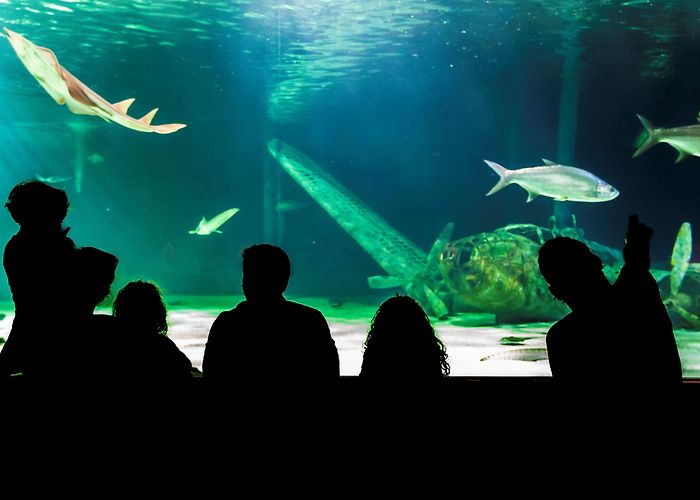 Océarium Océarium - LE CROISIC photo