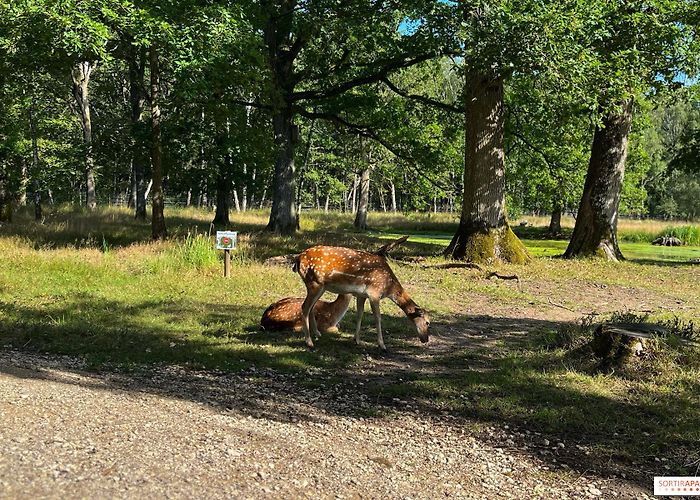 Espace Rambouillet Espace Rambouillet, hectares of forest to observe deer, fallow ... photo