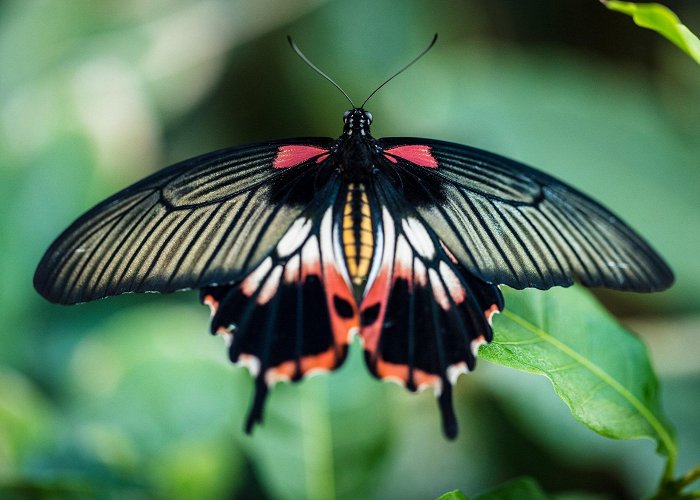 Peggy Notebaert Nature Museum Peggy Notebaert Nature Museum - Museum Review | Condé Nast Traveler photo