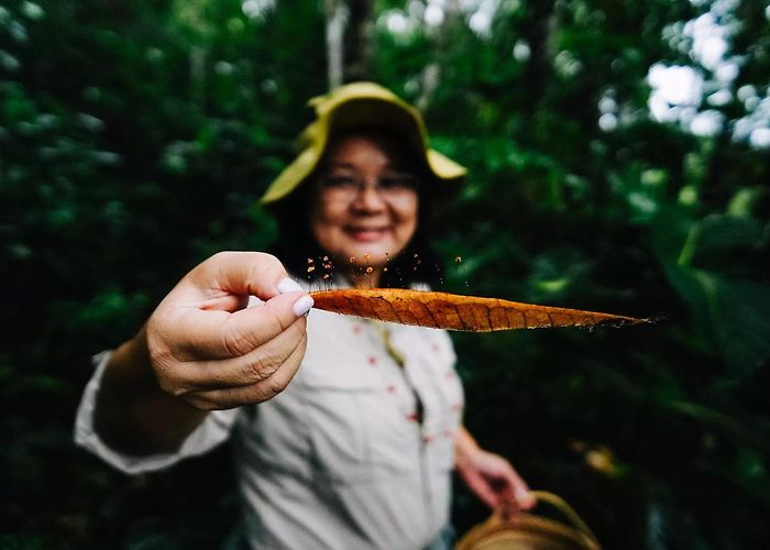 Forest Science INPA The Amazon of Fungi - SUMAÚMA photo