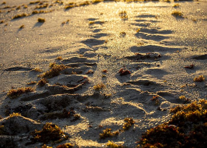 Archie Carr National Wildlife Refuge Unique beaches: From blowing rocks to tree-lined beaches ... photo