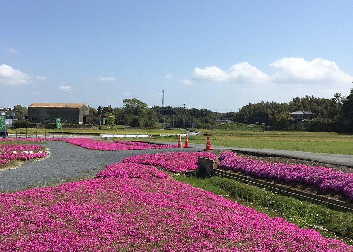 Fukuchi Sanroku Hana Park Onga River - All You Need to Know BEFORE You Go (2024) photo