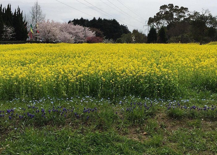 Fukuchi Sanroku Hana Park Nogata, Japan: All You Must Know Before You Go (2024) - Tripadvisor photo