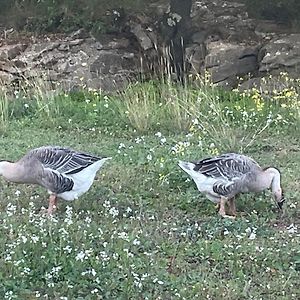 Gite Tout Confort Au Calme Entre Mer Et Garrigue Apartment Beaulieu  Exterior photo