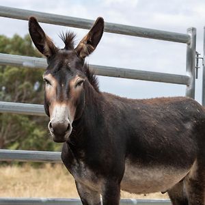 Galahad'S Animal Sanctuary B&B กิสบอร์น Exterior photo