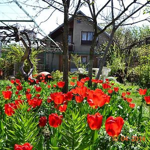 Milorava'S Guest House & Wine Cellar เทลาวี Exterior photo